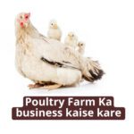 Poultry Farm Ka business kaise kare