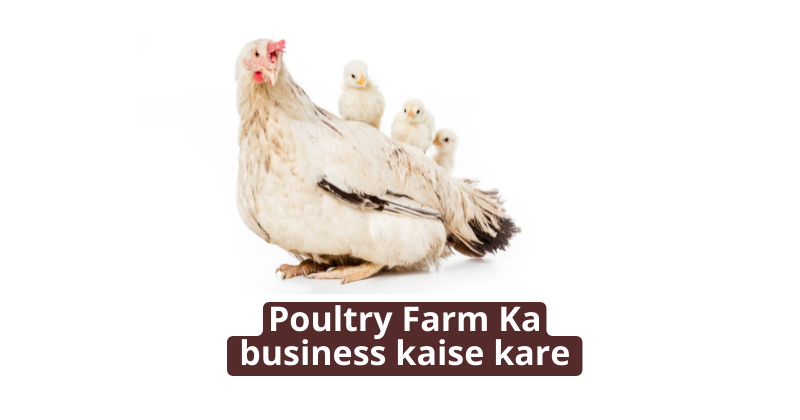 मुर्गी पालन का बिजनेस कैसे शुरू करें | Poultry Farm Ka business kaise kare