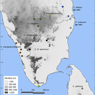 Scientists have made a new discovery of a species of lizard from the coastal forests of northern Kerala named Cyrtodactylus (Geckoella) chengodumalaensis