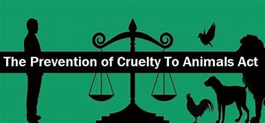 Prevention of Cruelty to Animals Act 1960 was reimplemented for  Cattle Dehorning